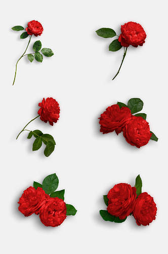 清新红色花朵花卉玫瑰花免抠元素