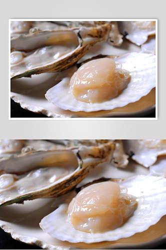 新鲜扇贝生蚝餐饮食品图片
