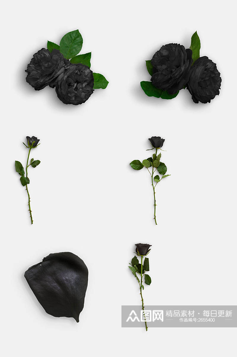 清新黑色鲜花花瓣玫瑰花免抠元素素材