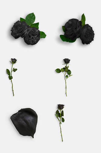 清新黑色鲜花花瓣玫瑰花免抠元素