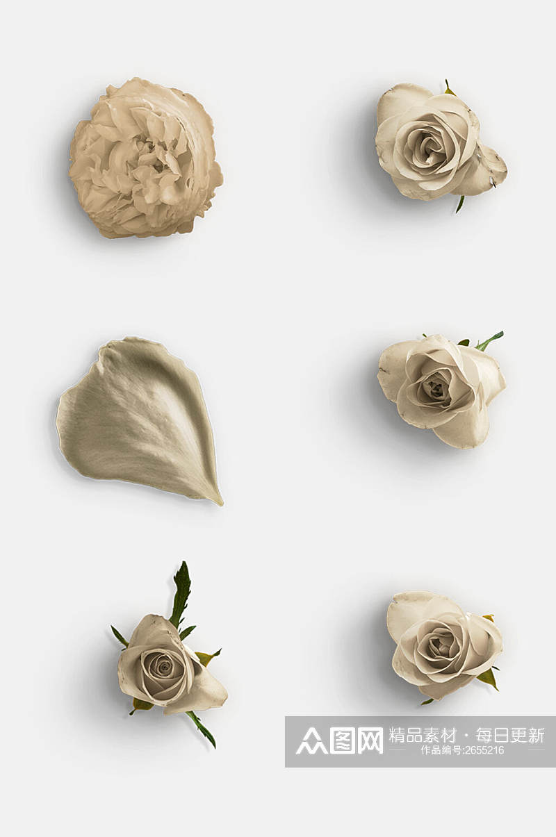 白色花朵鲜花玫瑰花免抠元素素材