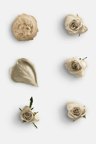 白色花朵鲜花玫瑰花免抠元素