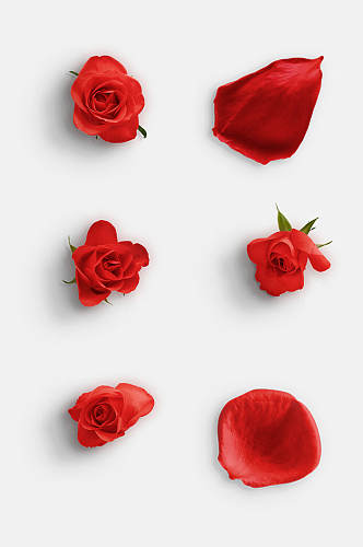 红色花朵玫瑰花免抠元素