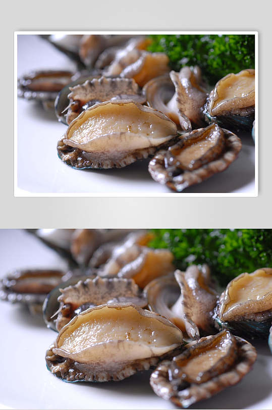 新鲜海鲜鲜鲍鱼餐饮摄影图片