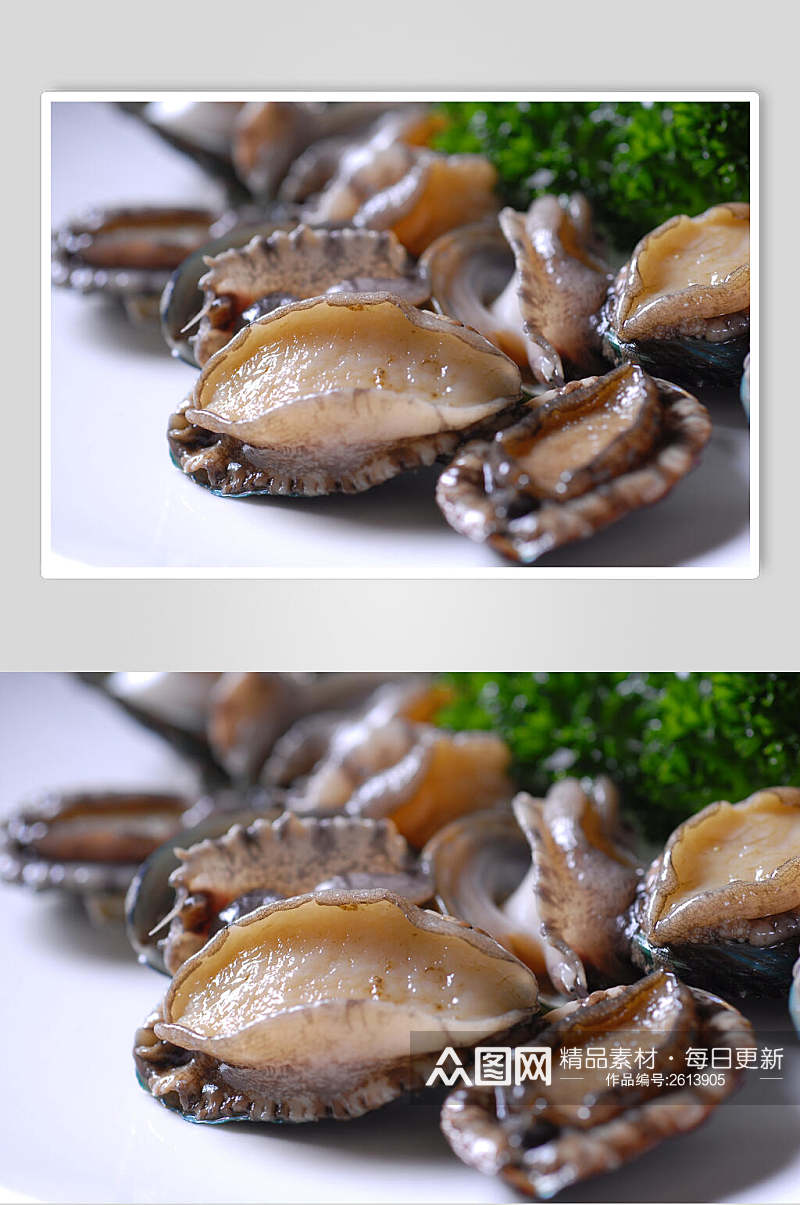 新鲜海鲜鲜鲍鱼餐饮摄影图片素材