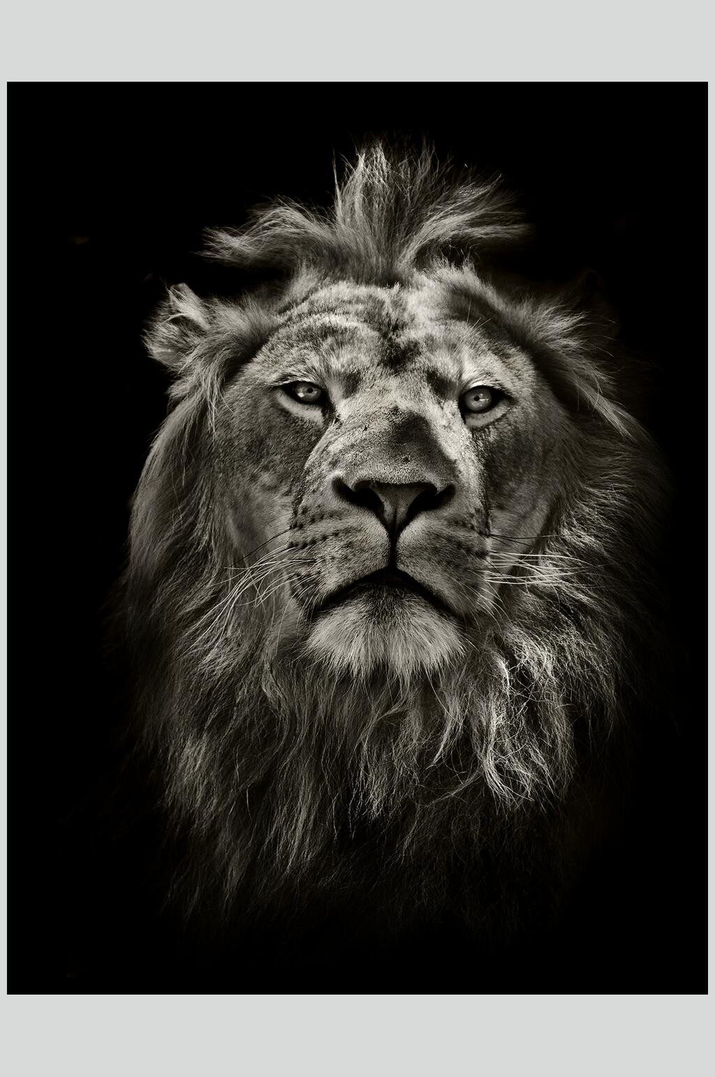 狮子侧面图片 黑白图片