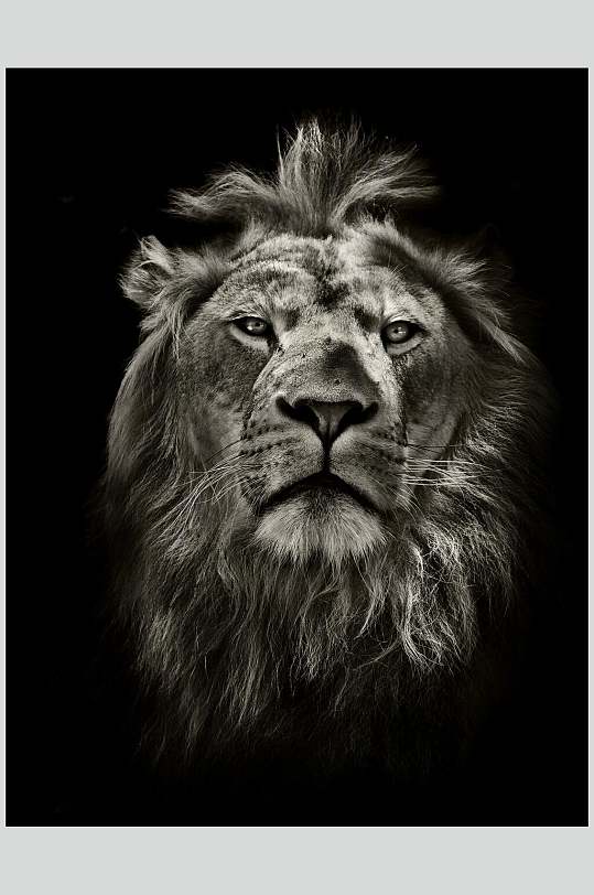 黑白狮子特写摄影图片