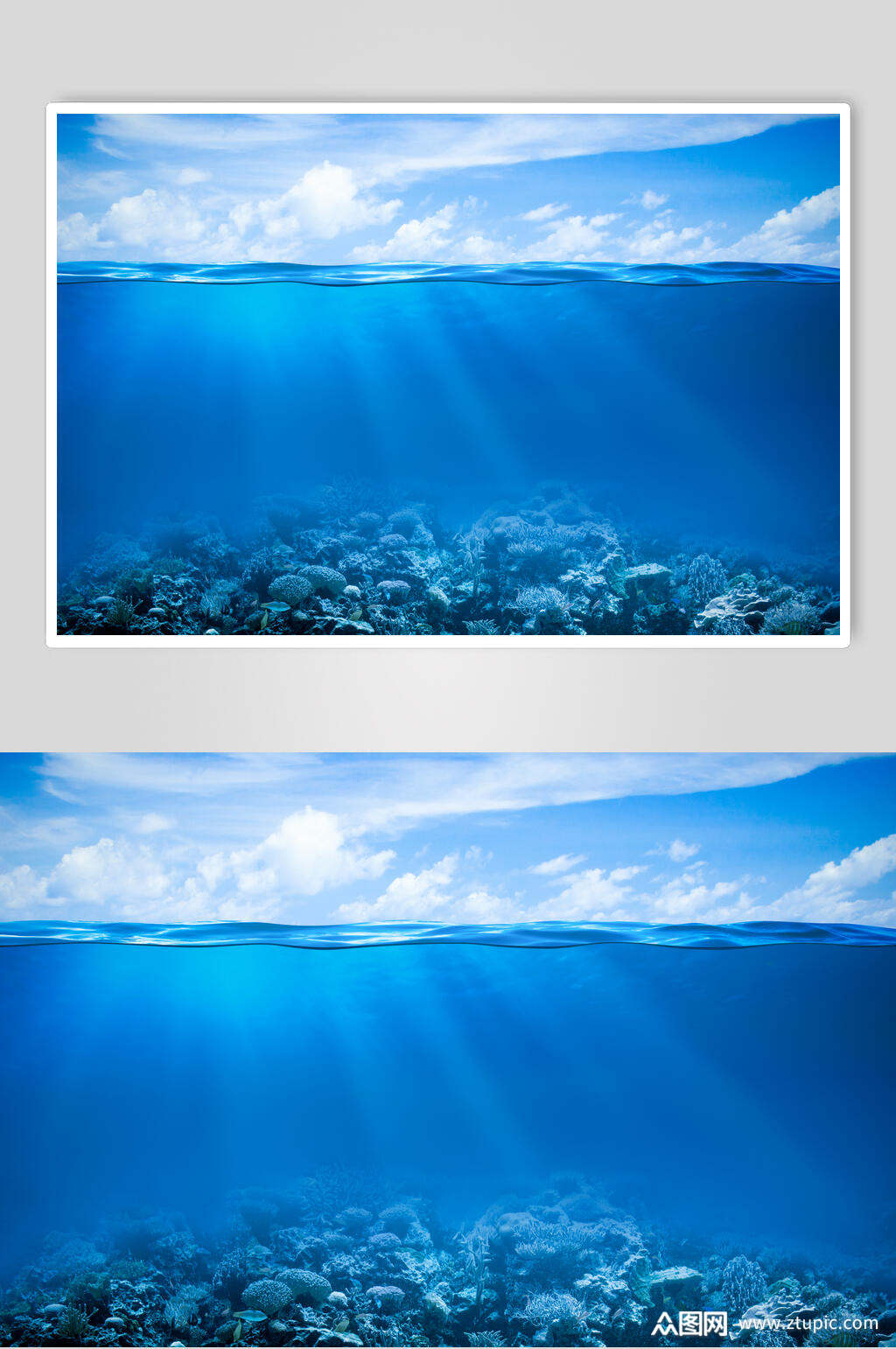 绿色海底世界海洋生物摄影图片