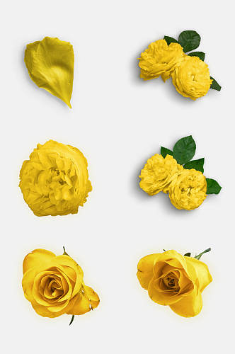 黄色花卉花朵花瓣玫瑰花免抠元素