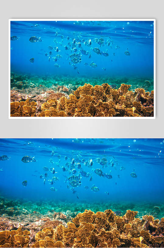 海珊瑚高清图片