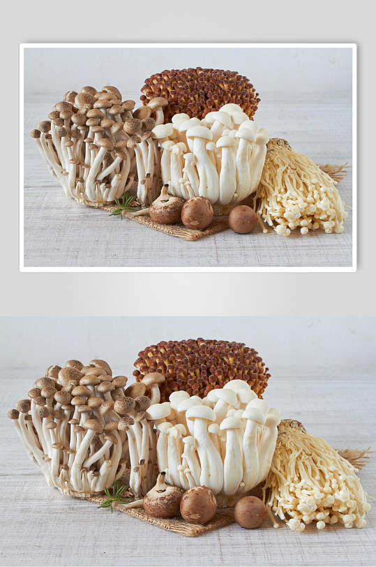 菌类蘑菇香菇图片