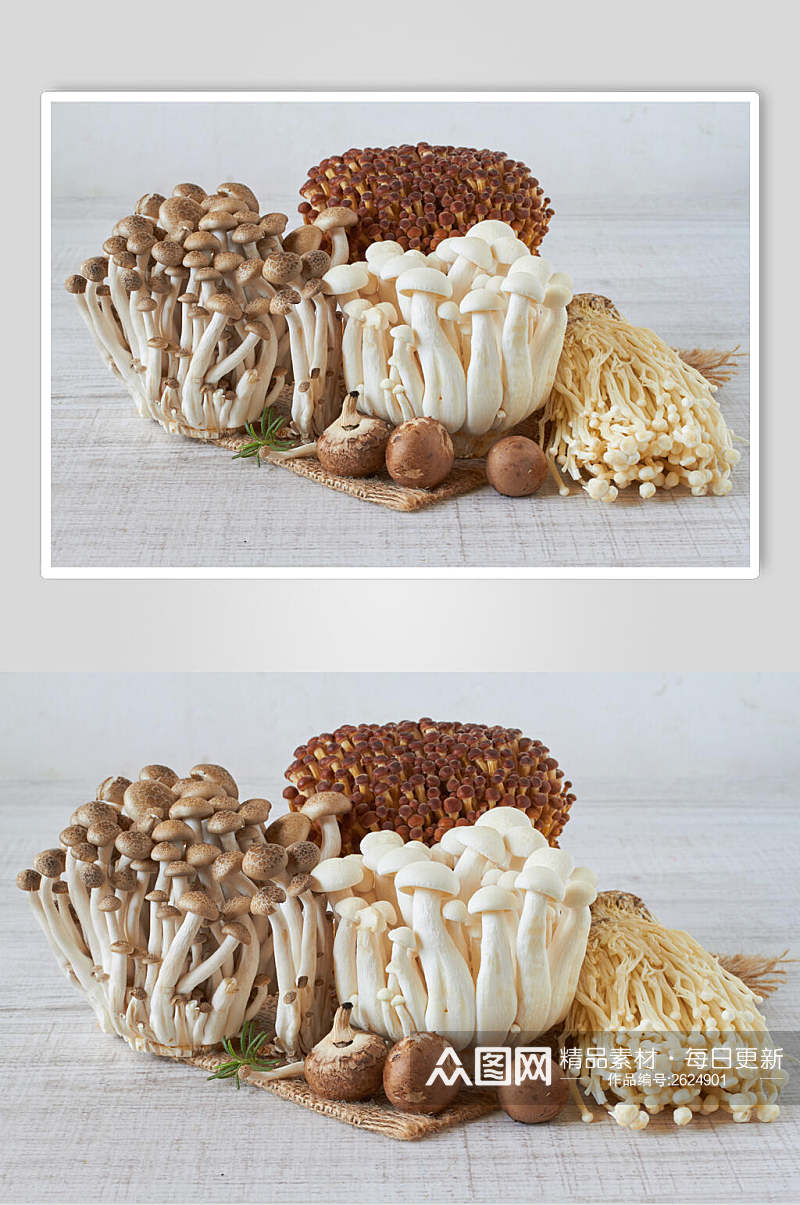 菌类蘑菇香菇图片素材