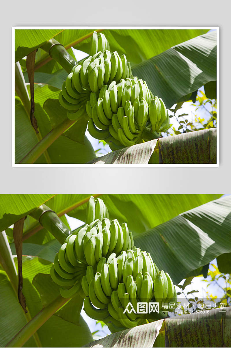香蕉树香蕉图片素材