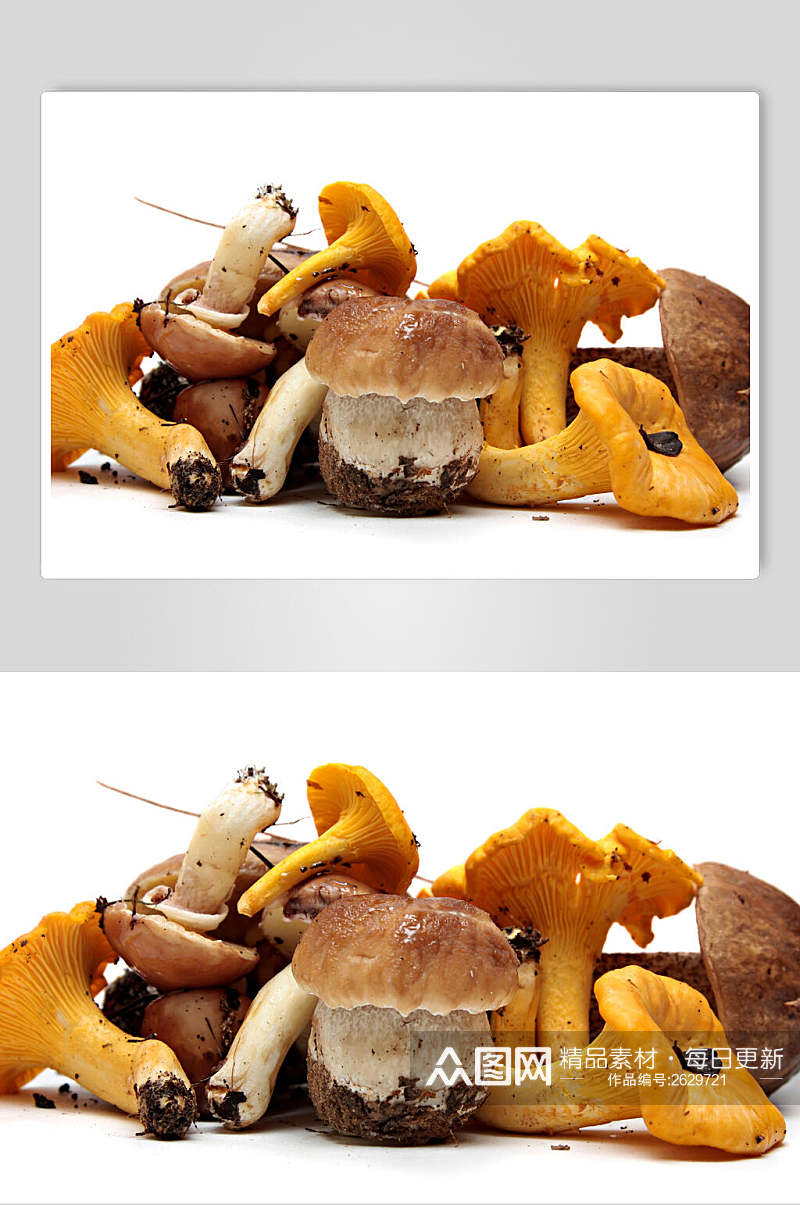 正宗美味野生蘑菇香菇餐饮食物图片素材