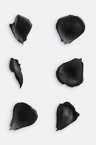 极简黑色花瓣玫瑰花免抠元素
