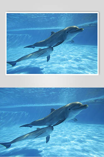 海豚海底世界海洋生物摄影图片