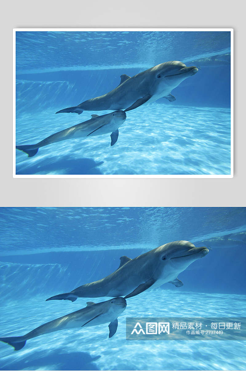 海豚海底世界海洋生物摄影图片素材