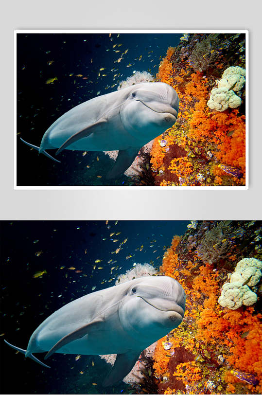 海底世界海洋生物图片