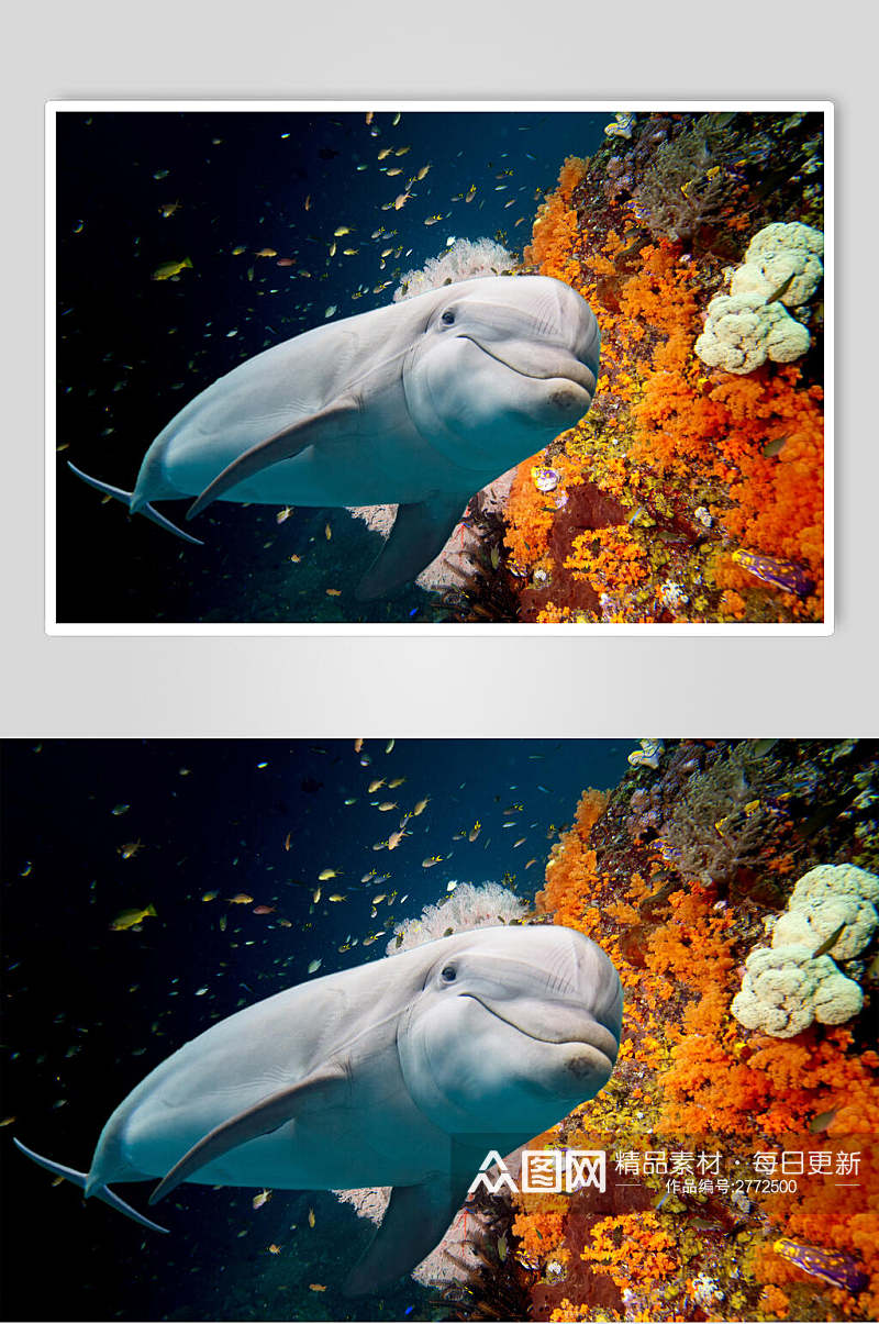 海底世界海洋生物图片素材