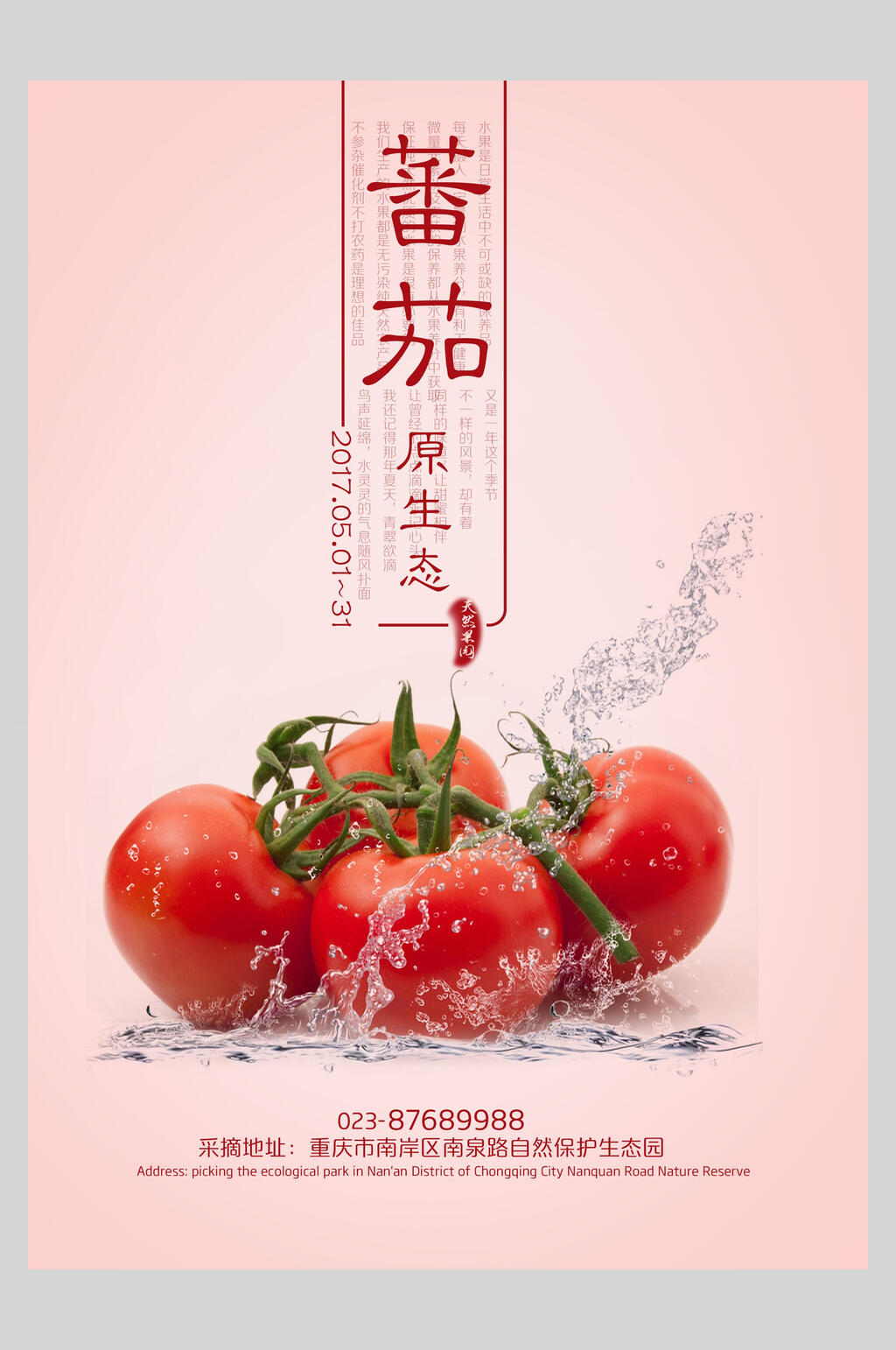 粉色原生态西红柿番茄海报
