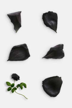 简洁黑色鲜花玫瑰花免抠元素
