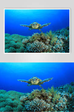 蓝色海底世界海洋生物图片
