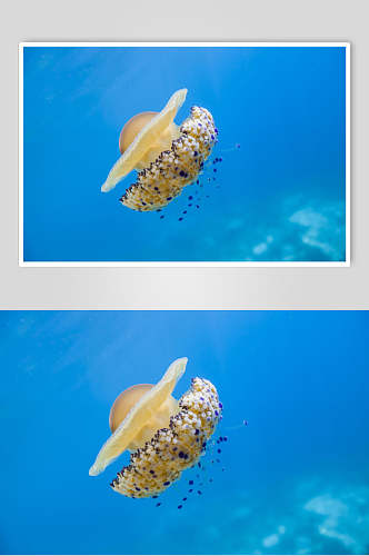 简约创意珊瑚海底世界海洋生物图片