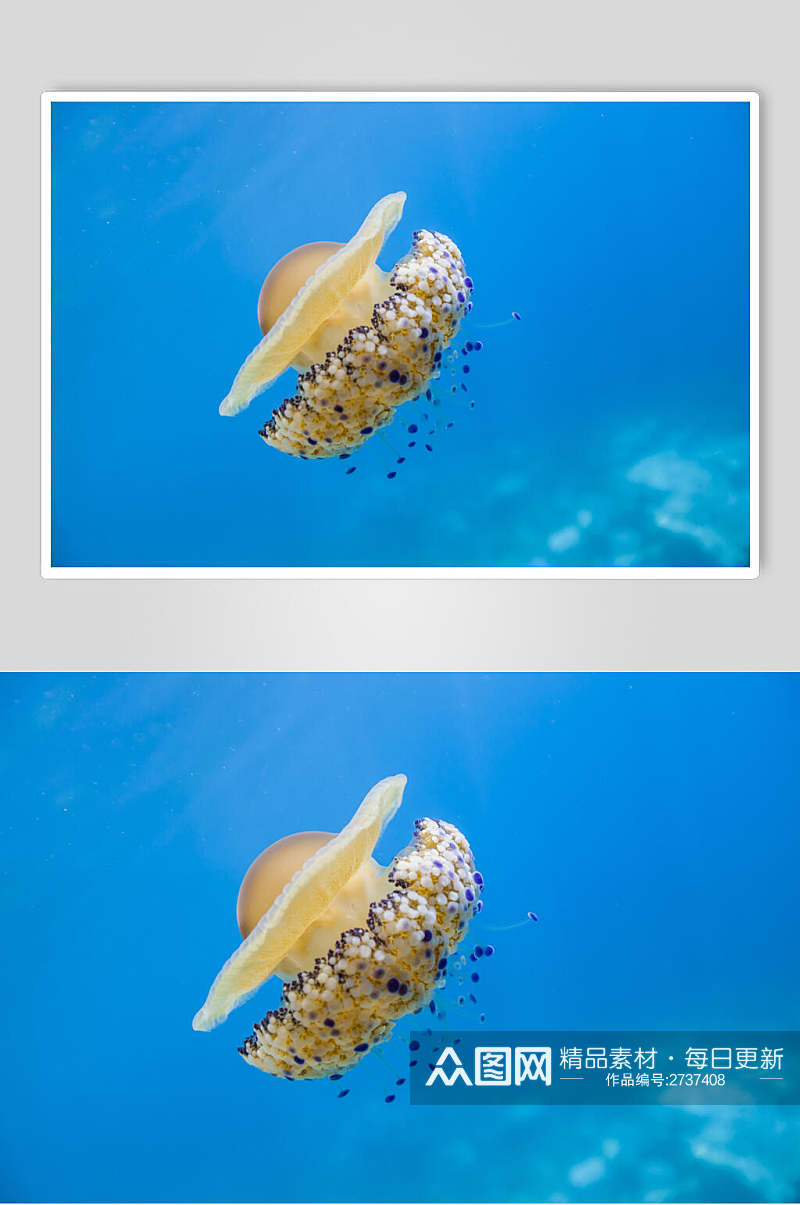 简约创意珊瑚海底世界海洋生物图片素材