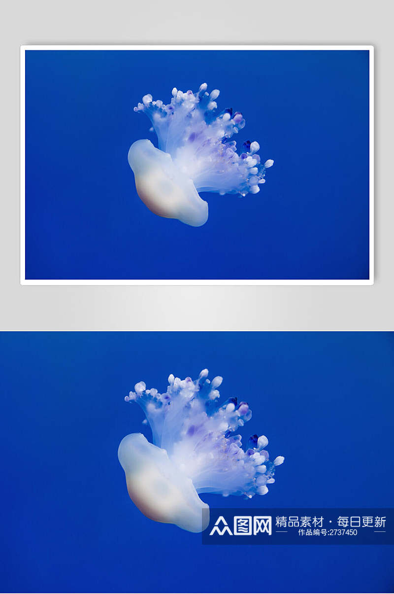 水母海底世界海洋生物摄影图片素材
