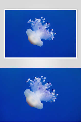 水母海底世界海洋生物摄影图片