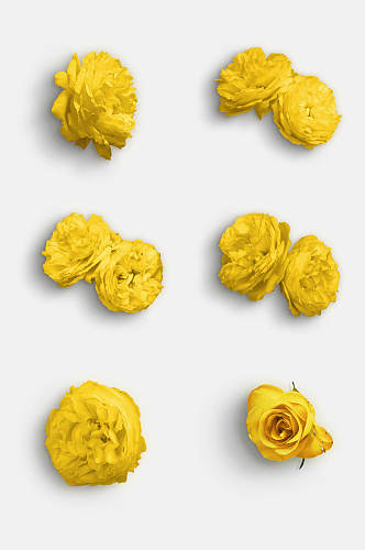 黄色花朵玫瑰花免抠元素