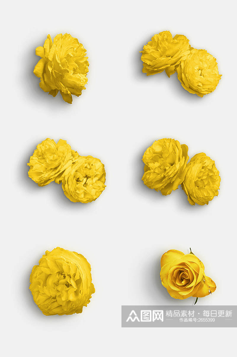 黄色花朵玫瑰花免抠元素素材