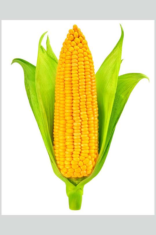 玉米白底图片-玉米白底素材下载-众图网