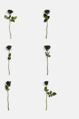 极简黑色鲜花玫瑰花免抠元素