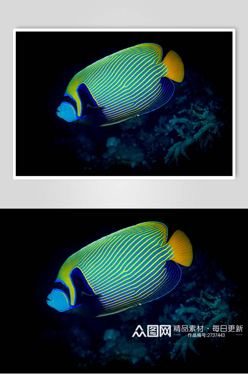 清新彩色海底世界海洋生物摄影图片素材