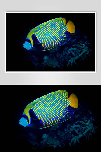 清新彩色海底世界海洋生物摄影图片