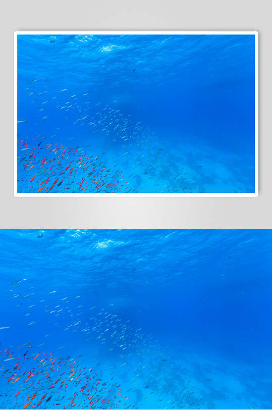 海洋生物鱼群图片