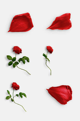时尚红色玫瑰花免抠元素