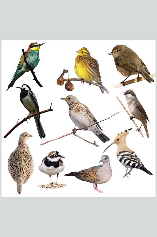 野生保护动物鸟类图片