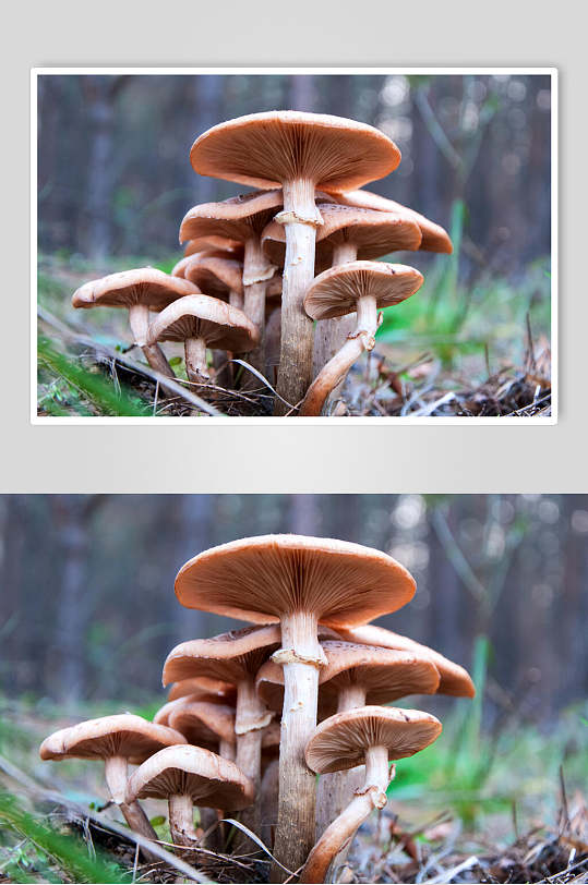 野生蘑菇香菇图片