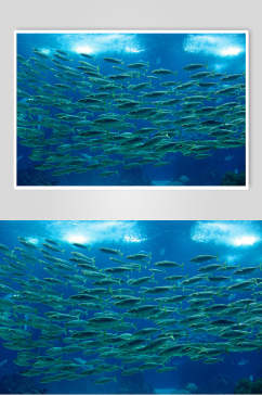 绿色海底世界海洋生物图片