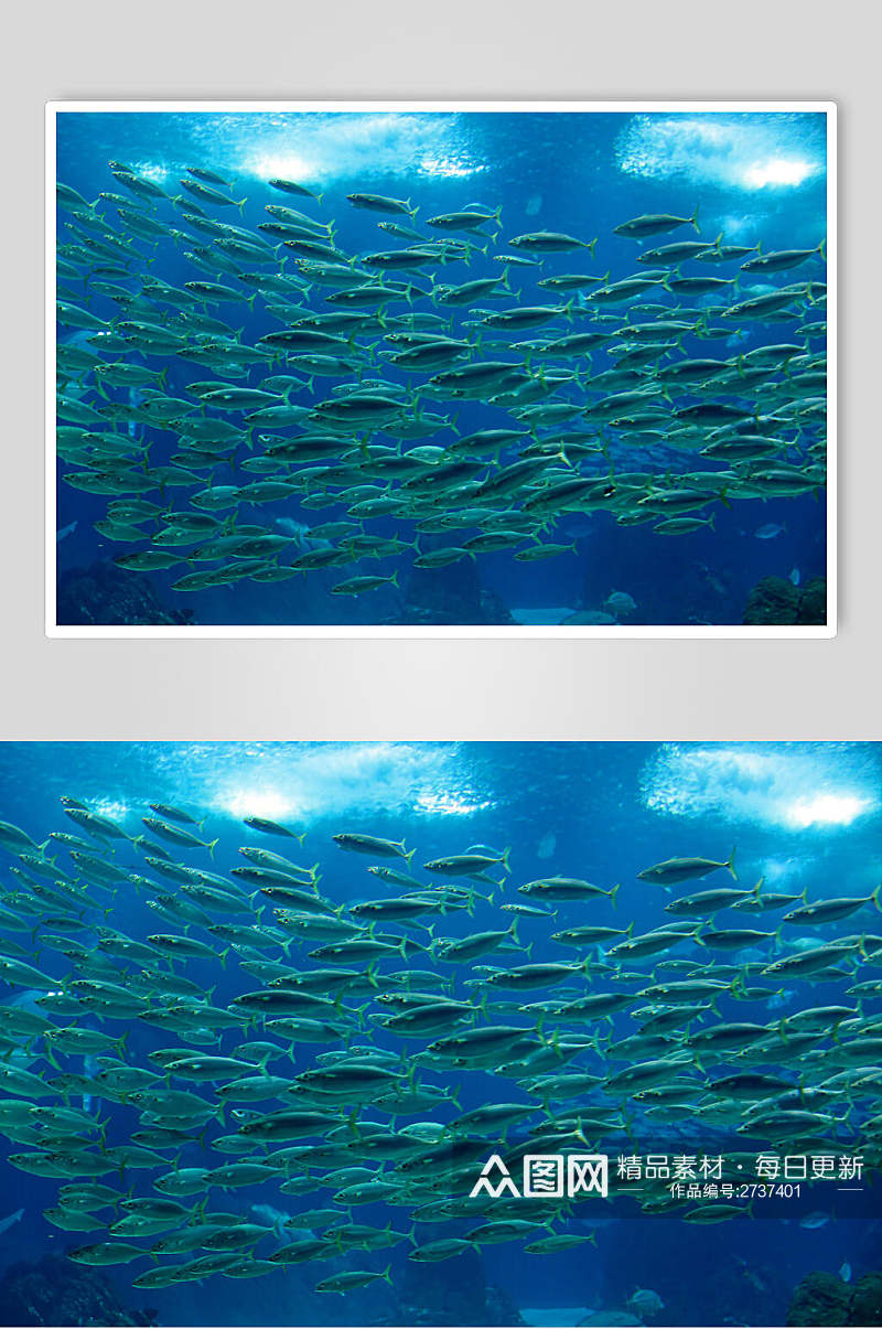 绿色海底世界海洋生物图片素材