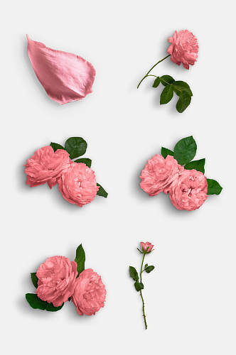 清新粉色花瓣鲜花玫瑰花免抠元素