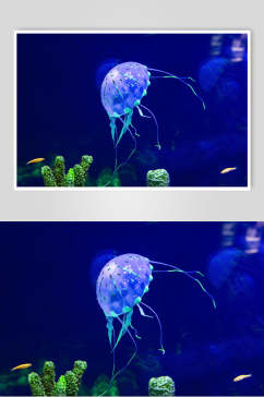 水母海底世界海洋生物图片