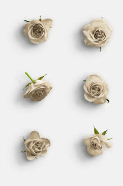 简约白色花朵玫瑰花免抠元素