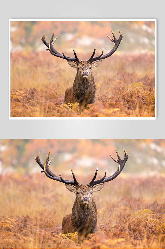 简约上等夏季麋鹿图片