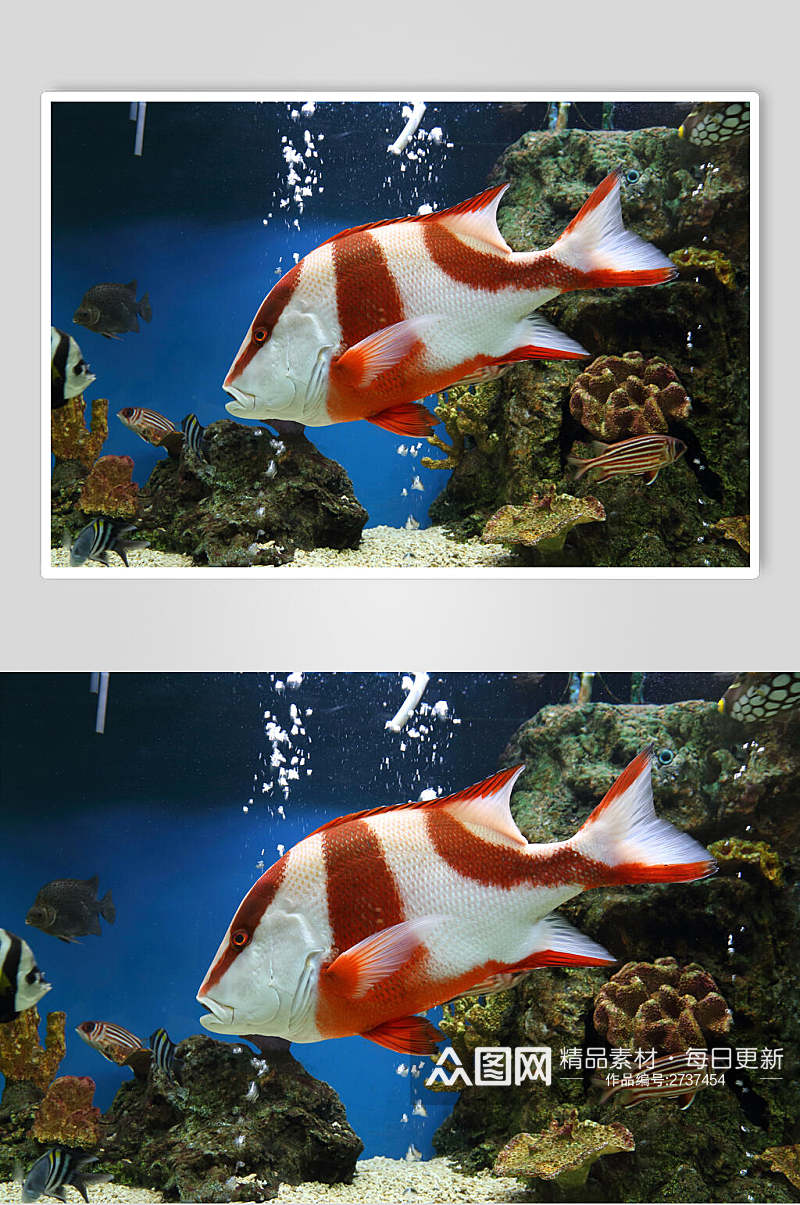 唯美海底世界海洋生物摄影图片素材
