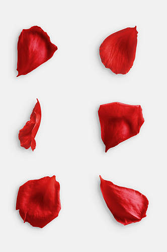 简洁红色花瓣玫瑰花免抠元素