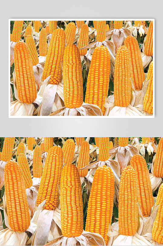 精选农家干玉米图片