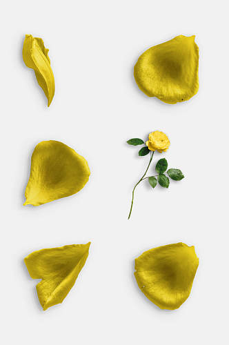 黄色花瓣鲜花玫瑰花免抠元素